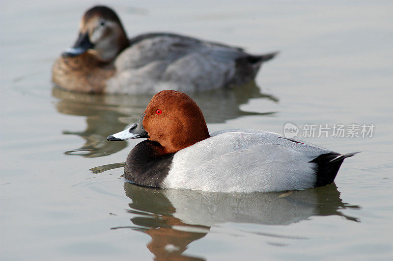 共同的pochard (Aythya ferina)